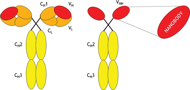 Schematic representation of a conventional antibody, heavy‐chain antibody and a sdAb (Verhelle, A., 2016).