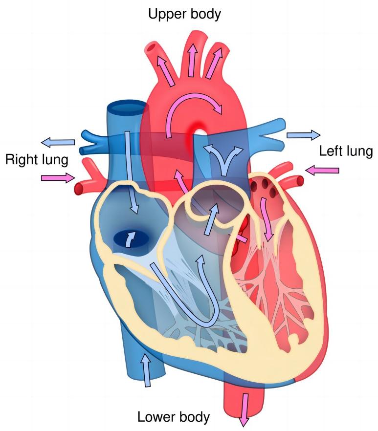 Fig. 1 Cardiac circulation picture. (From Wikipedia: By ZooFari - Own work, https://commons.wikimedia.org/wiki/File:Heart_diagram_blood_flow_en.svg.)