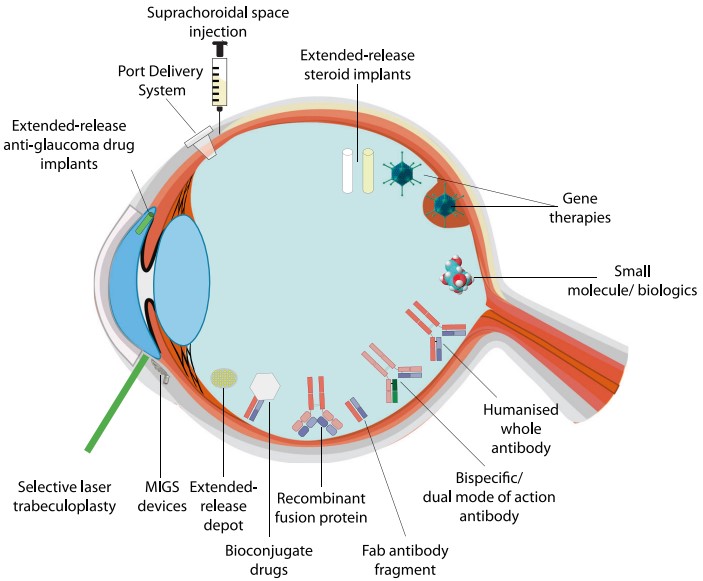 Fig.1 BsAbs have the potential to increase the efficacy of intraocular drugs. (Ghanchi, et al., 2022)