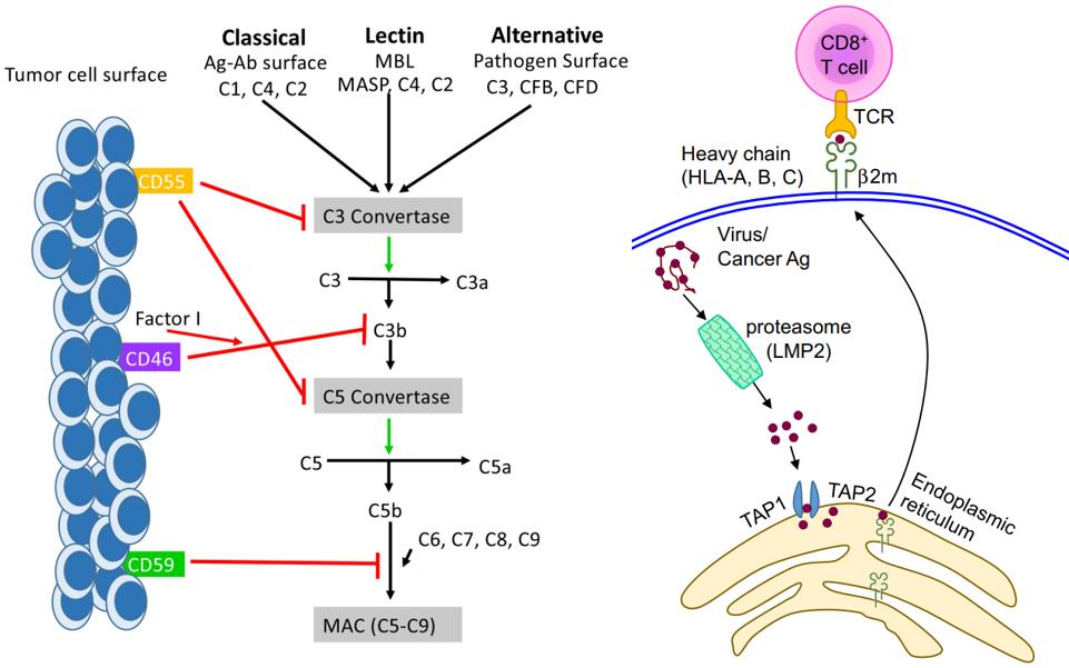 Fig.1 Functions of CD55 and HLA-A. (Geller and Jun, 2019; Vijayan, et al., 2019)