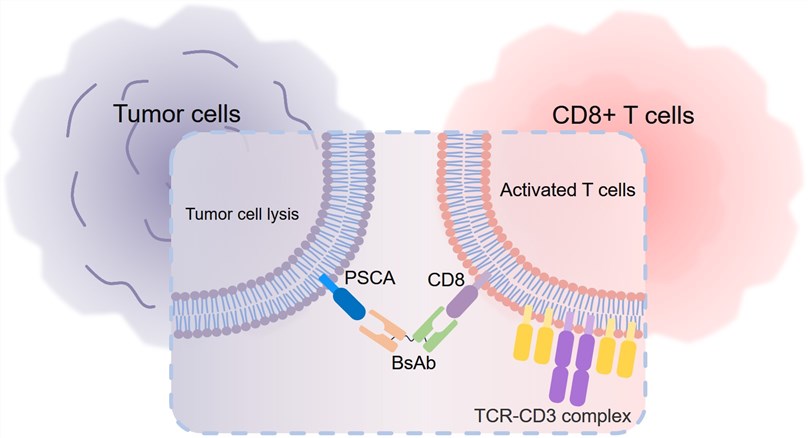 The BsAb targeting CD8 and PSCA. (Creative Biolabs Original)