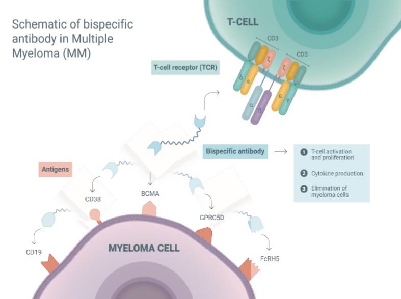 Fig.1 BsAbs for multiple myeloma (MM) therapy. (Zhou, et al., 2020)