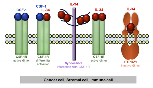 Fig.1 Illustration depicting IL-34 and CSF-1 receptors within tumor microenvironment featuring cancer, stromal, and immune cells. (Zins, et al., 2018)