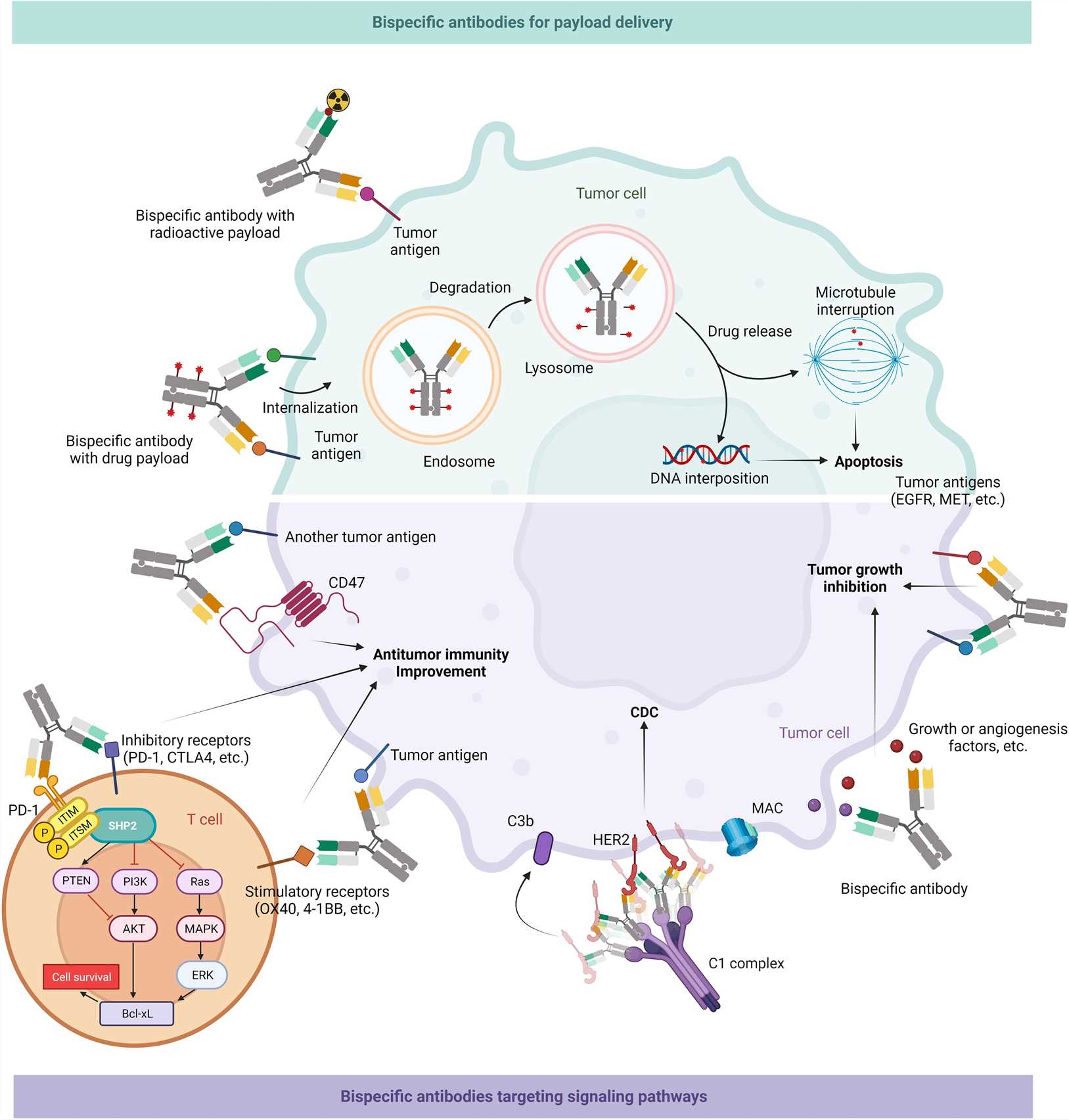 Fig.1 BsAbs for payload delivery therapy. (Guo, et al., 2023)