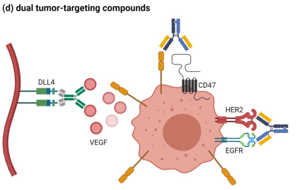 Fig. 1 Dual tumor-targeting BsAbs modulate two pathways in the TME. (You, et al., 2021)
