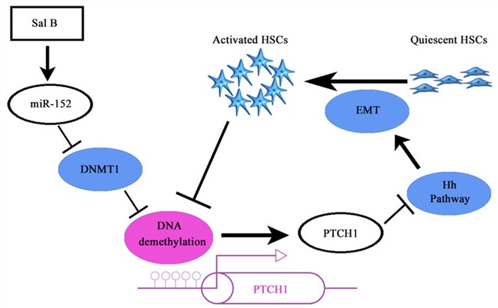 DNMT1&SHH signaling in liver fibrosis with the existence of miRNA-152. (Yu, et al, 2015)