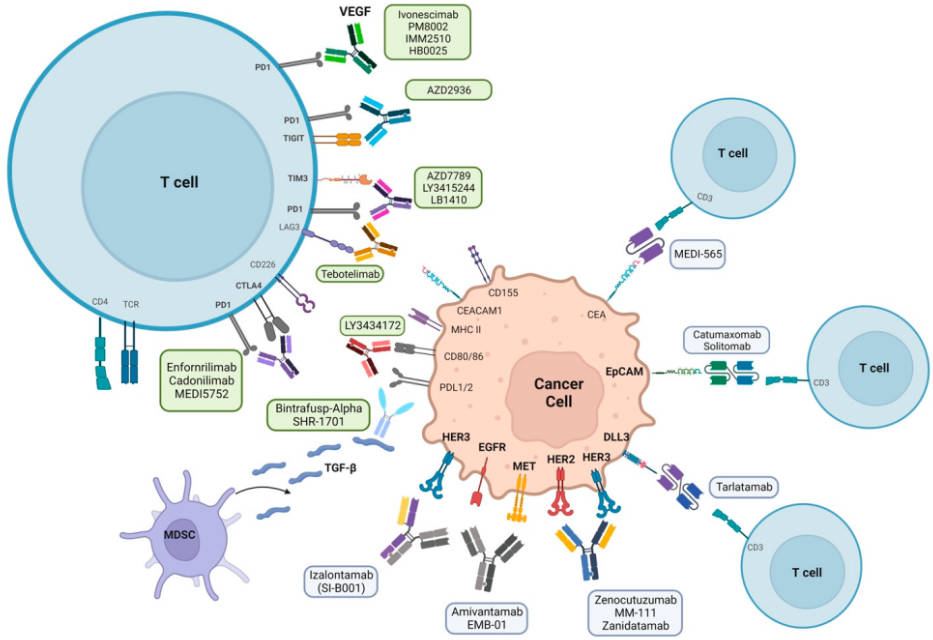 Fig.1 Application of BsAbs for pulmonary, respiratory diseases therapy.
