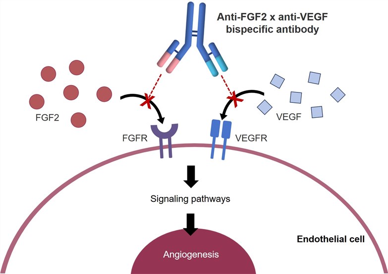 Fig.1 The working mode of anti-FGF2×anti-VEGF bispecific antibody. (Creative Biolabs Original)