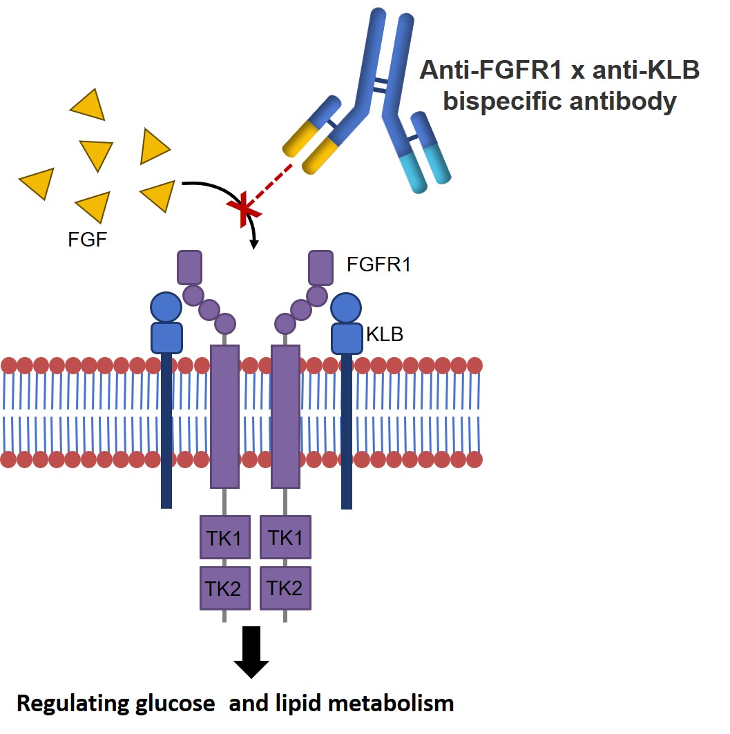 Fig.1 The working mode of anti-FGFR1×anti-KLB bispecific antibody. (Creative Biolabs Original)
