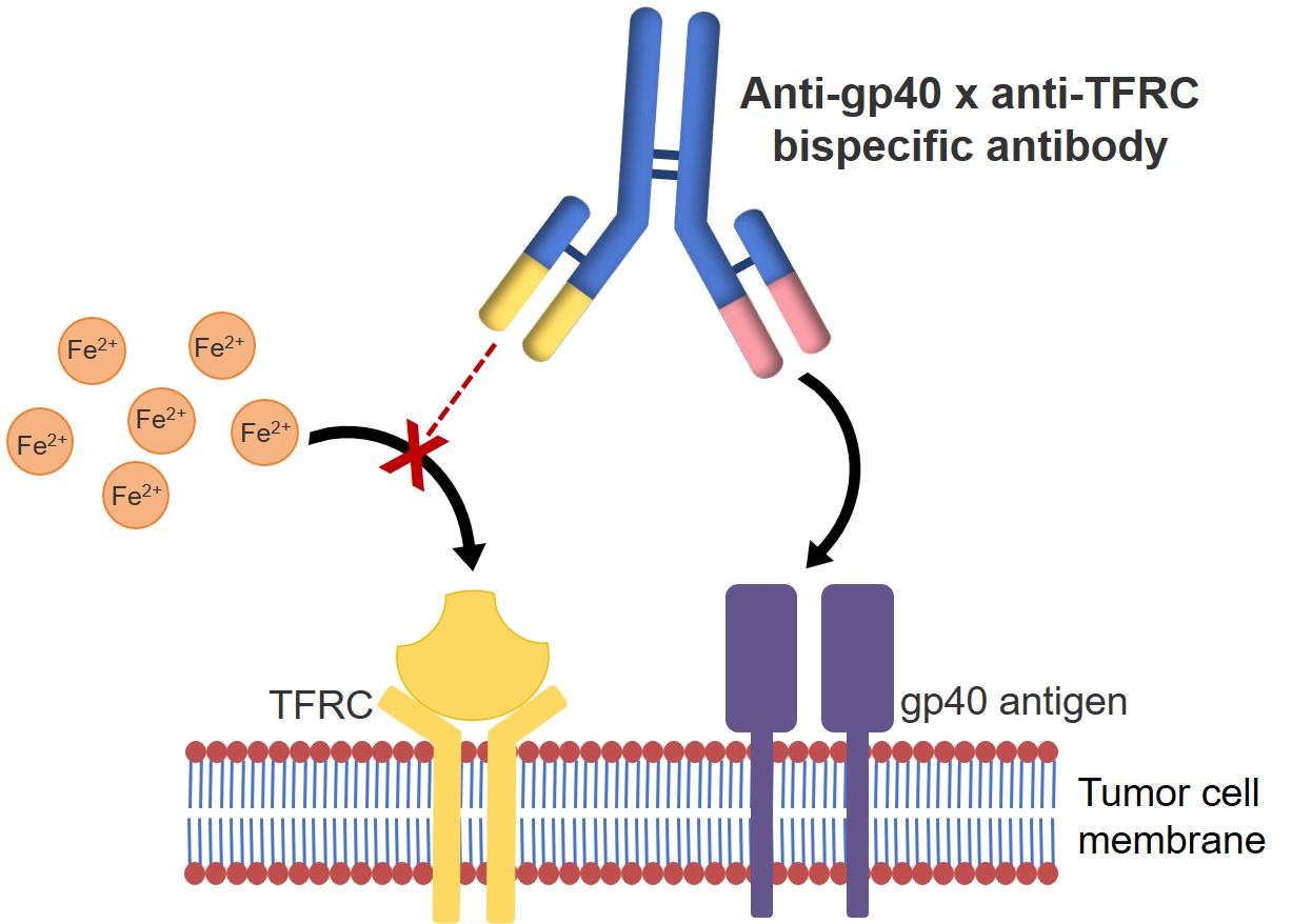 Fig.1 The working mode of anti-gp40×anti-TFRC bispecific antibody. (Creative Biolabs Original)