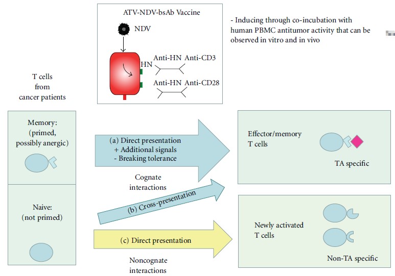 Fig.1 BsAbs for vaccine research. (Fournier and Volker, 2010)