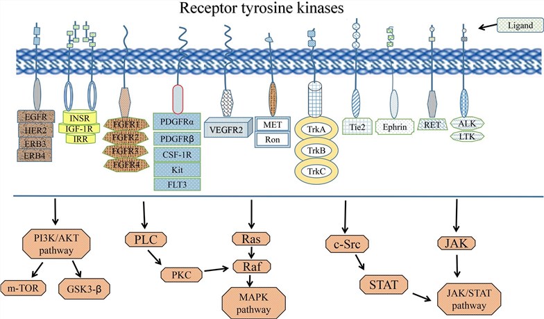 Fig.1 Partial display of receptor tyrosine kinases. (Lai, et al., 2018)