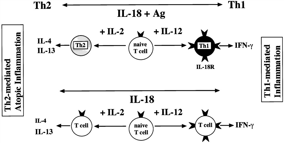 Fig.1 IL-12 and IL-18 are involved in T-cell responses.. (Nakanishi, et al., 2001)