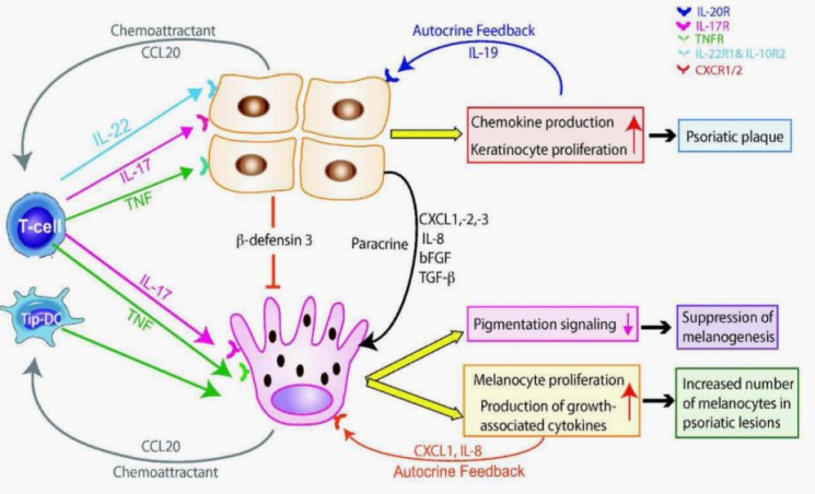 Fig.1 IL-17, with TNF, may activate melanoma and melanocyte mitogens, potentially promoting a proliferative environment for melanocyte growth. (Wang, et al, 2013)