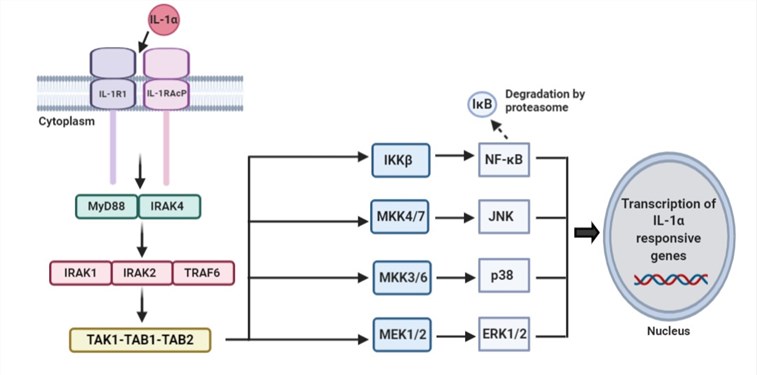 Signaling pathways of IL-1α. (Chiu, et al., 2021)