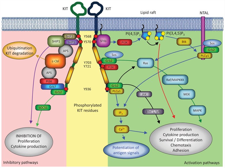 Regulation network of KIT. (Kong, et al., 2018)