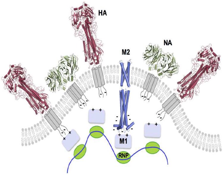 Structure of influenza viral particles and membrane proteins. (Pielak, et al., 2011)