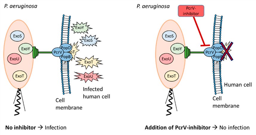 PcrV and its inhibition in Type III secretion system. (Sundin, 2021)