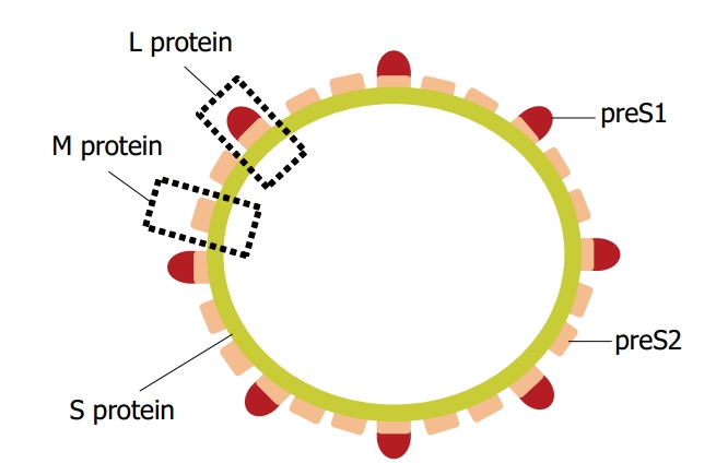  A schematic of HBV surface antigen structure. (Toita, et al., 2015)