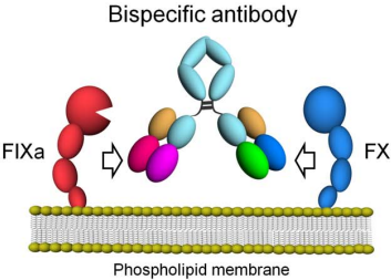 Fig.1 Function of a BsAb binding to FIXa and FX. (Sampei, et al., 2013)