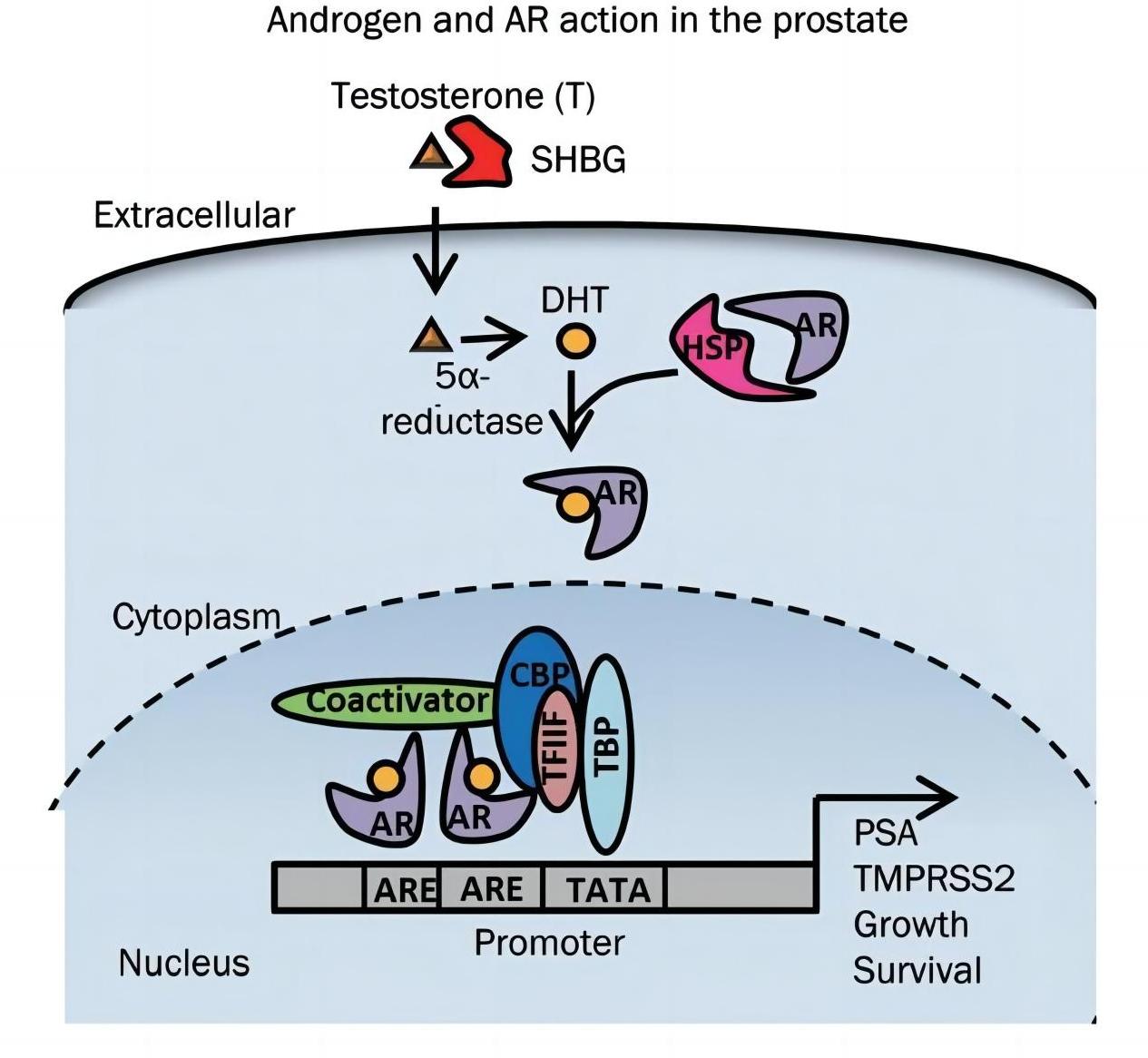 Androgen and AR action. (Tan, et al., 2015) 