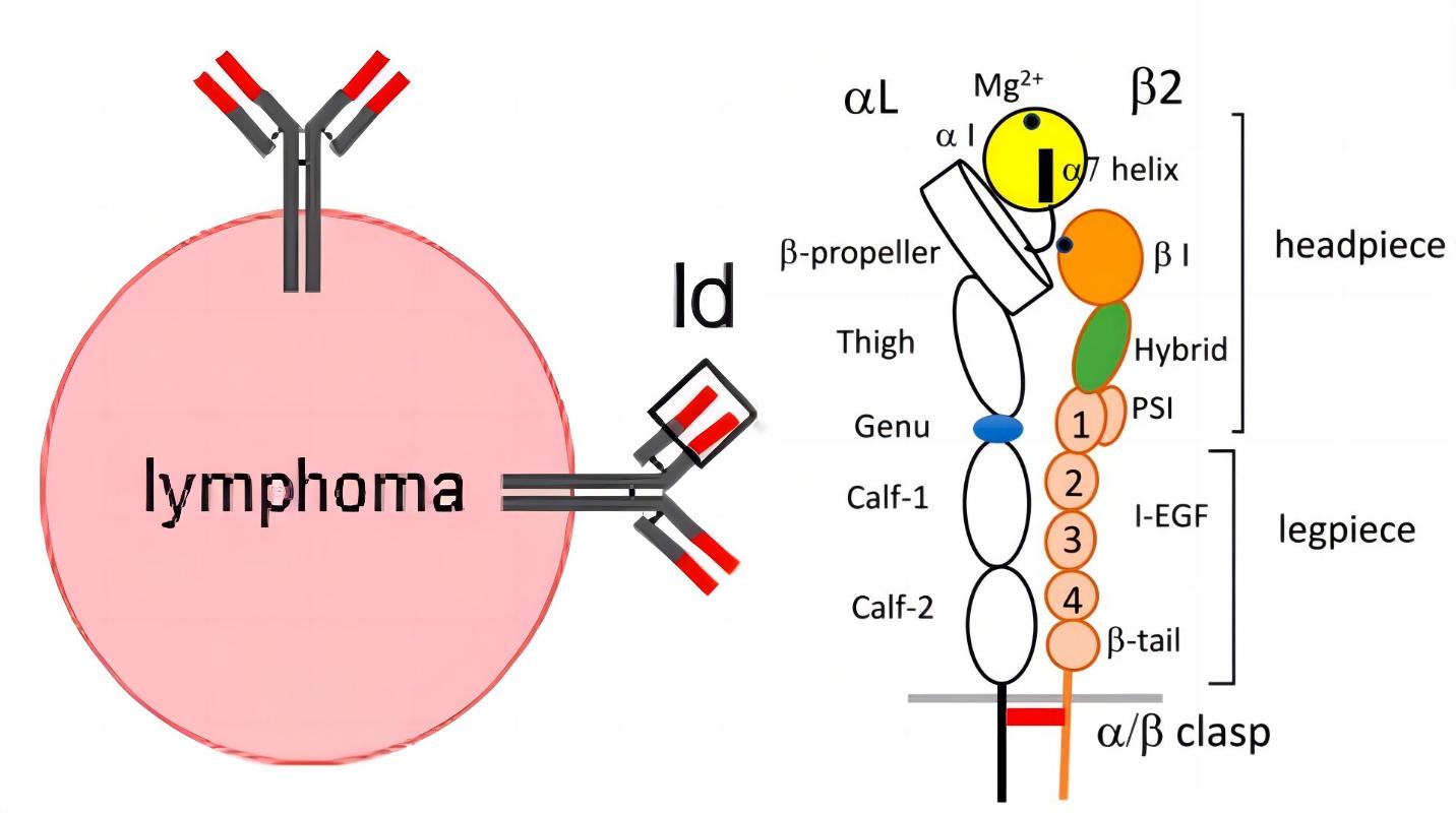 B cell lymphoma idiotype and LFA-1 structure. (López-Requena, et al., 2012; Kondo, et al., 2022) 