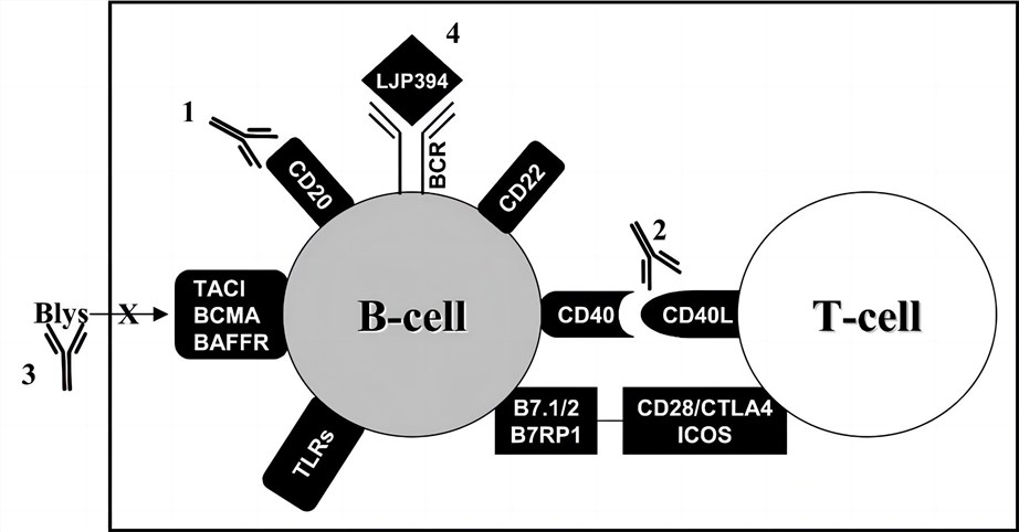 Strategic targeting of B lymphocytes. (Looney, et al., 2004) 