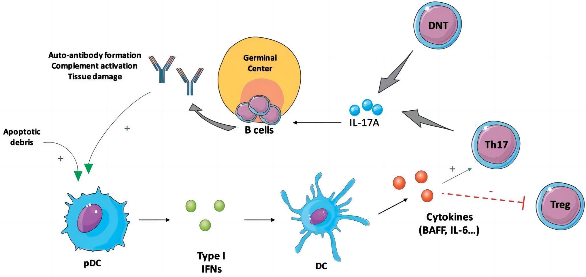 IL17 in the pathogenesis of SLE. (Robert, et al., 2020) 