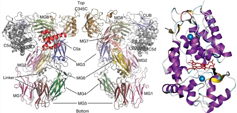 Structure of C5 and HRP. (Fredslund, et al., 2008; Barnard, et al., 2012) 