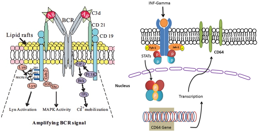 Fig.1 Functions of CD19 and CD64. (Li, et al., 2017; Mortaz, et al., 2018)