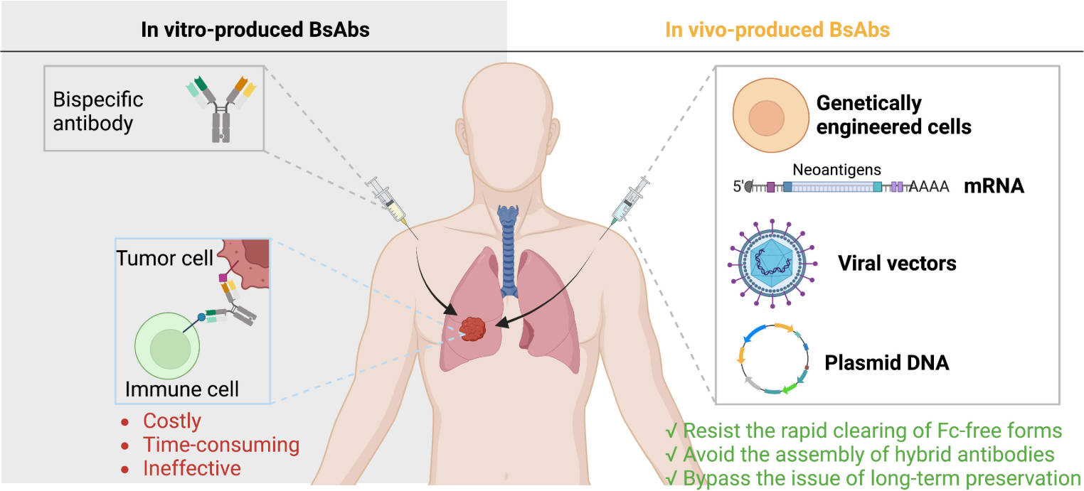 Fig. 1 BsAbs in gene therapy.