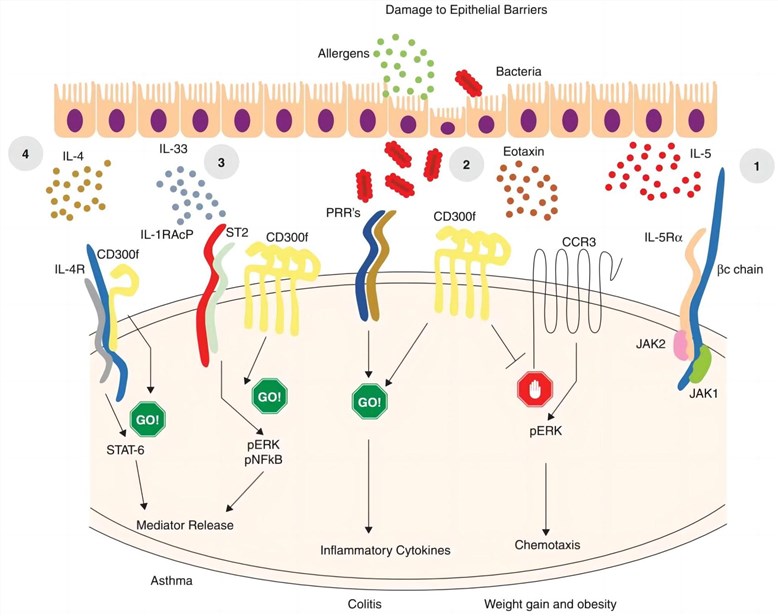 CD300f and CCR3 signaling pathway. (Rozenberg, et al., 2018) 