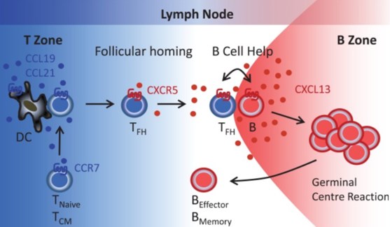 Fig.1 The Tfh cell markers. ( Moser,2015)