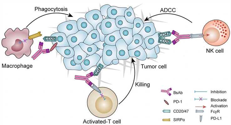 Fig. 1 Insights into BsAb action and targets in cancer (Yang, Yang & Yang, 2021)