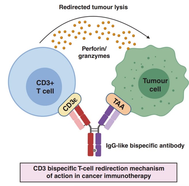 Tumor lysis redirected by CD3 BsAb. (Singh, et al., 2021)