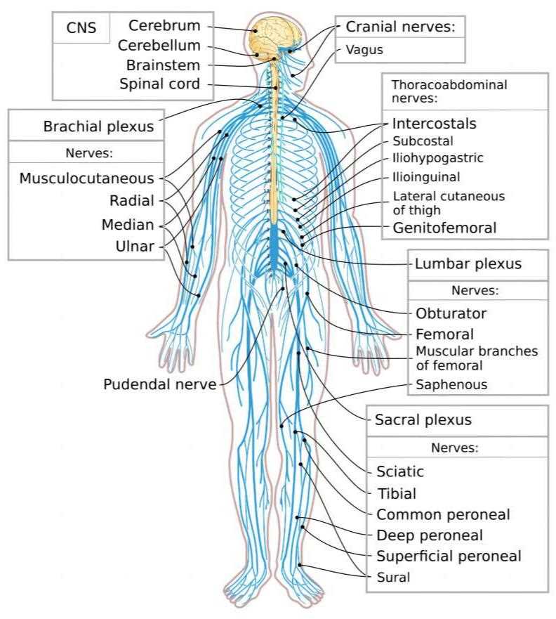Fig. 1 Human nervous system. (From Wikipedia: By Medium69, Jmarchn - File: Nervous system diagram.png, https://commons.wikimedia.org/wiki/File:Nervous_system_diagram-en.svg)