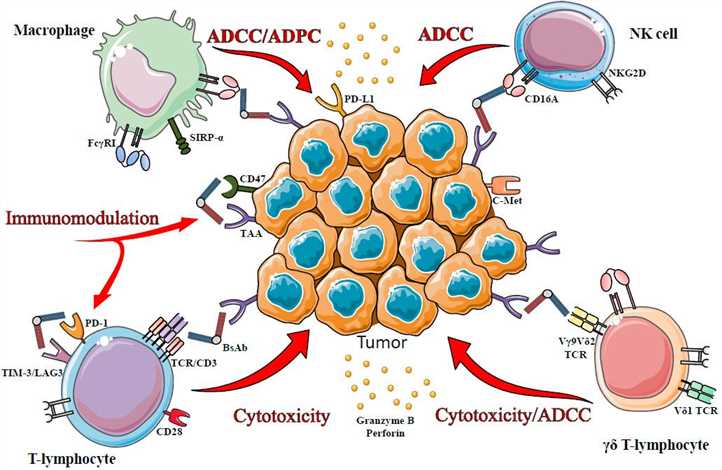 Fig.1 The mode of action of bsAbs is related to the type of recruited immune cells. (Del Bano, et al., 2016)