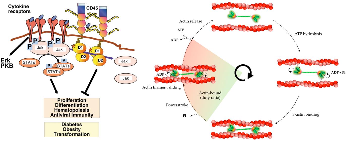 Fig.1 Functional mechanisms of CD45 and myosin. (Penninger, et al., 2001; Brito and Sandra, 2020)