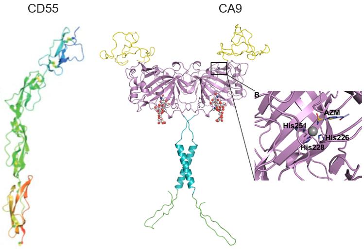 Fig.1 CD55 and CA9 structures. (Lukacik, et al., 2004; Mahon, et al., 2015)