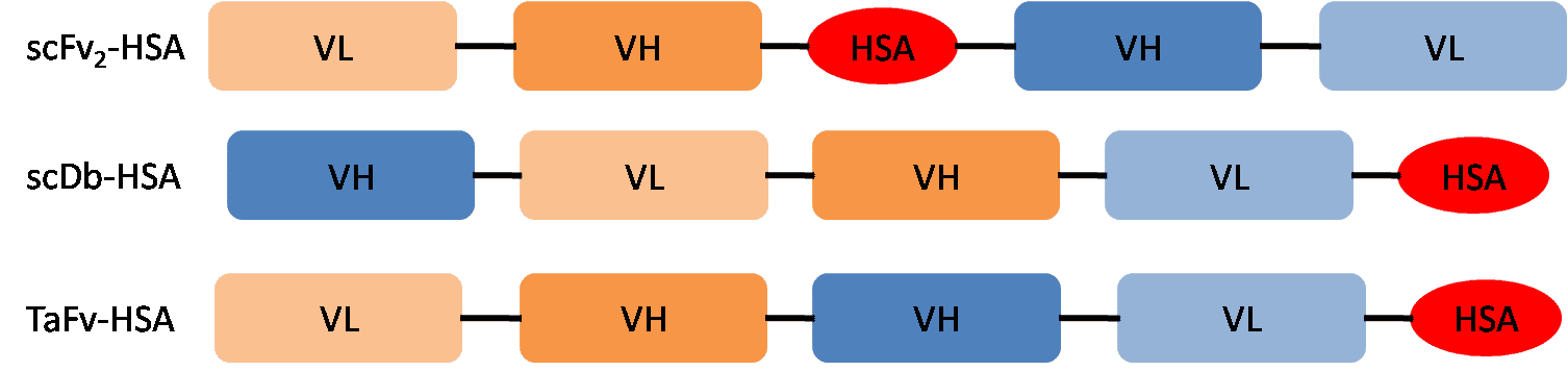Schematic presentation of bispecific antibody-HSA fusion proteins.