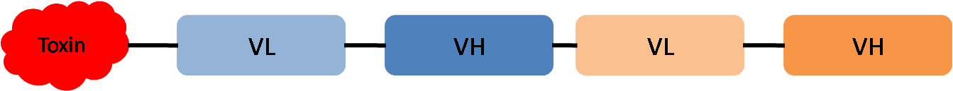 The structure of tandem scFv-toxin. (Creative Biolabs Original)