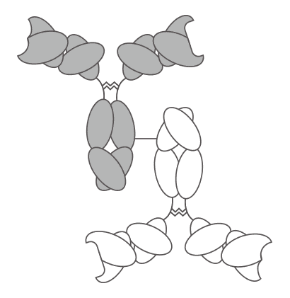 Fig. 1 IgG-IgG BsAb. (Creative Biolabs Original)