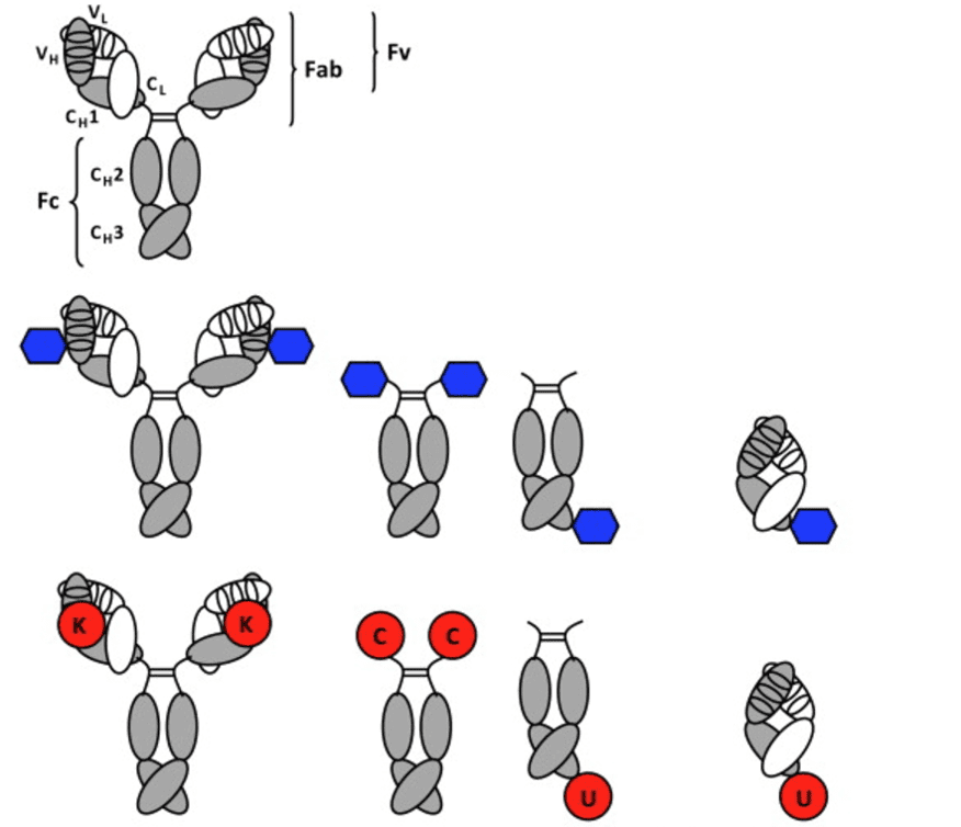 The conventional IgG and antibody-peptide conjugate: the blue modules are pharmacophore and the red modules are reactive groups. (Christoph, R., 2014)
