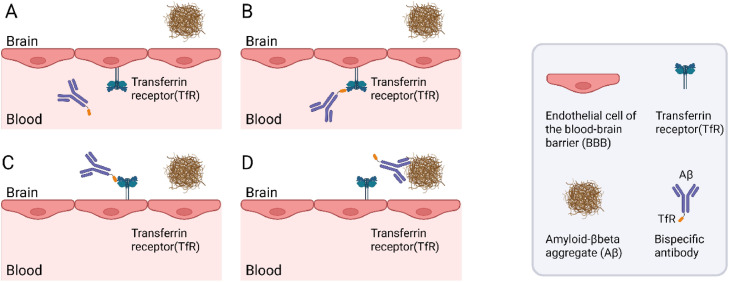 Fig.1 Schematic illustration of transferrin receptor (TfR)-mediated transport across the blood-brain barrier (BBB). (OA Literature)