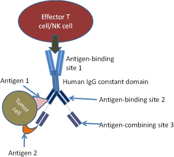 The structure of a typical tri-specific antibody. (OA Literature)