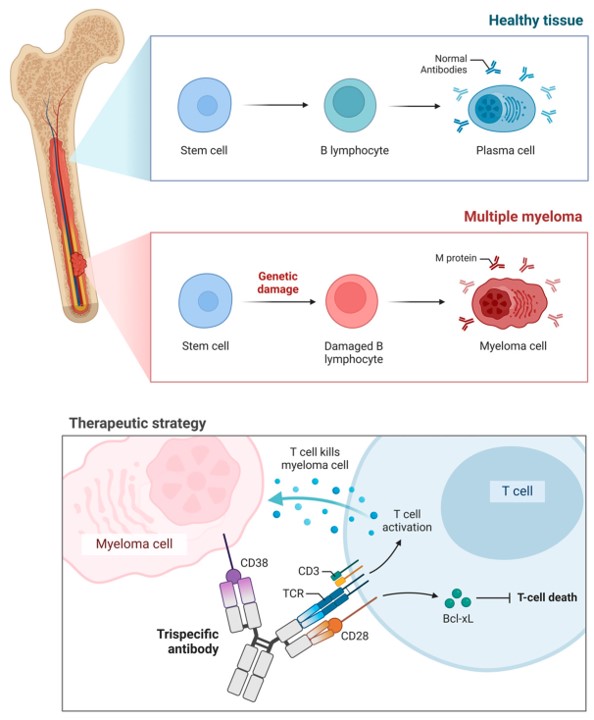 Immunotherapy in multiple myeloma—demonstrating trispecific engagement pathways. (OA Literature)