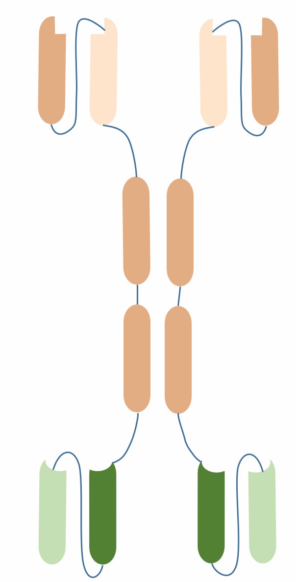 Schematic diagram of intrabody (Creative Biolabs)