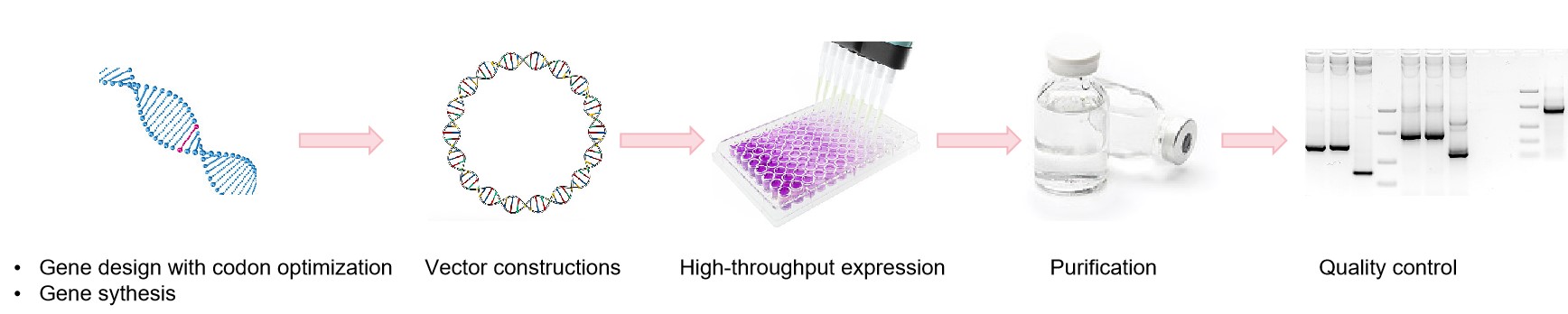 General workflow of HT antibody production. (Creative Biolabs Original)