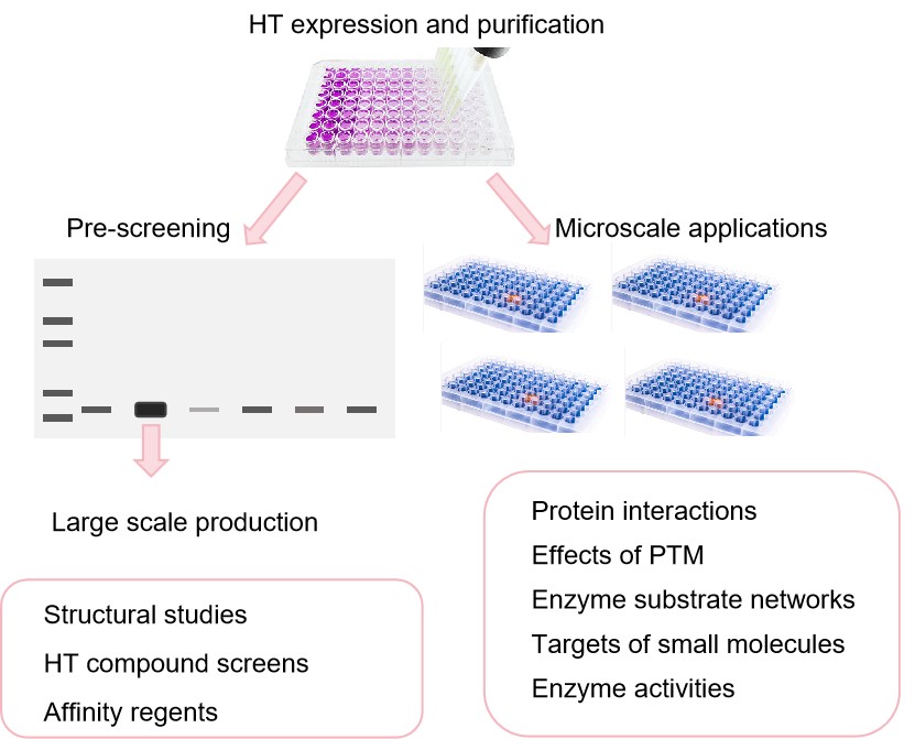 Applications for HT protein purification. (Creative Biolabs Original)