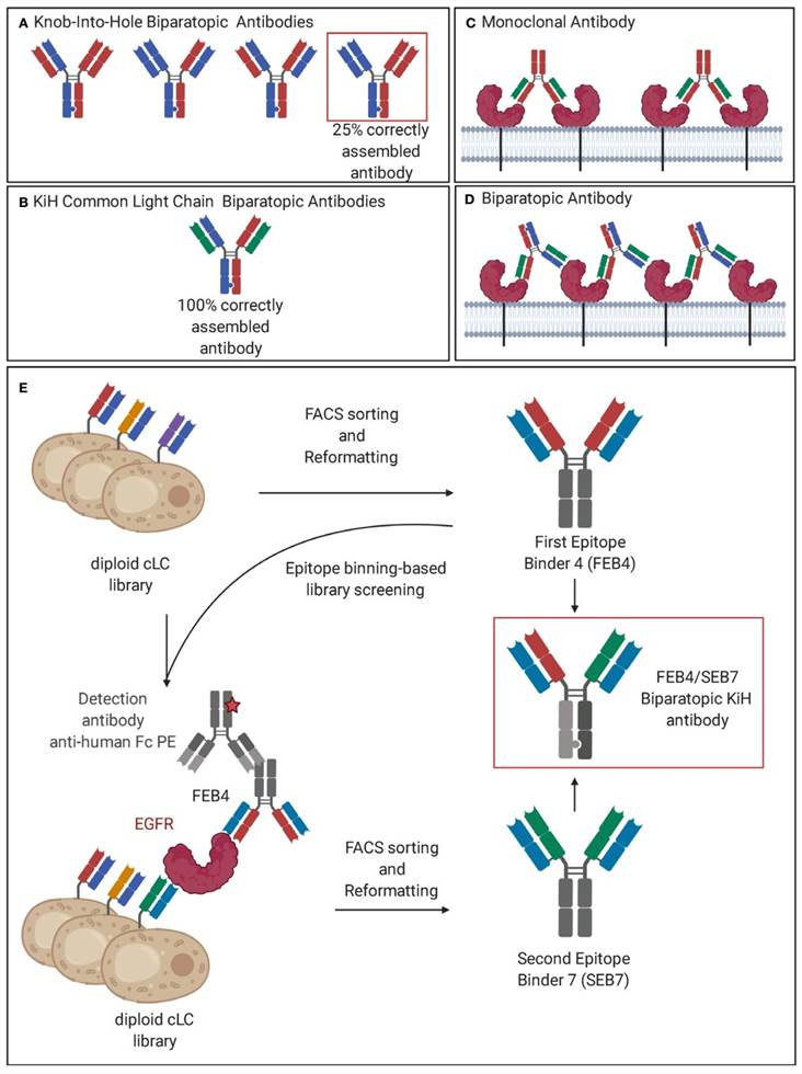 Biparatopic antibody and its screening